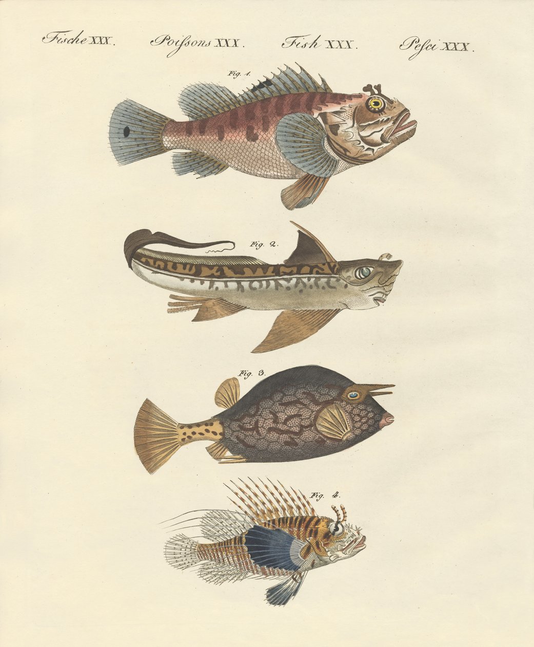 Fisk med en merkelig form av German School