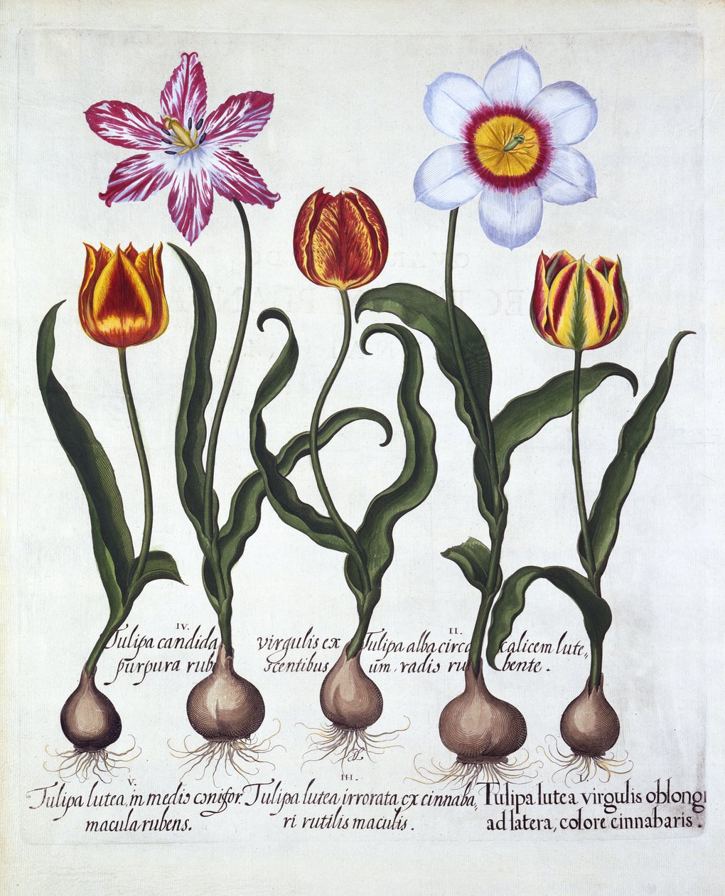 Fem tulipaner, fra Hortus Eystettensis, av Basil Besler (1561-1629), pub. 1613 (håndfarget gravering) av German School