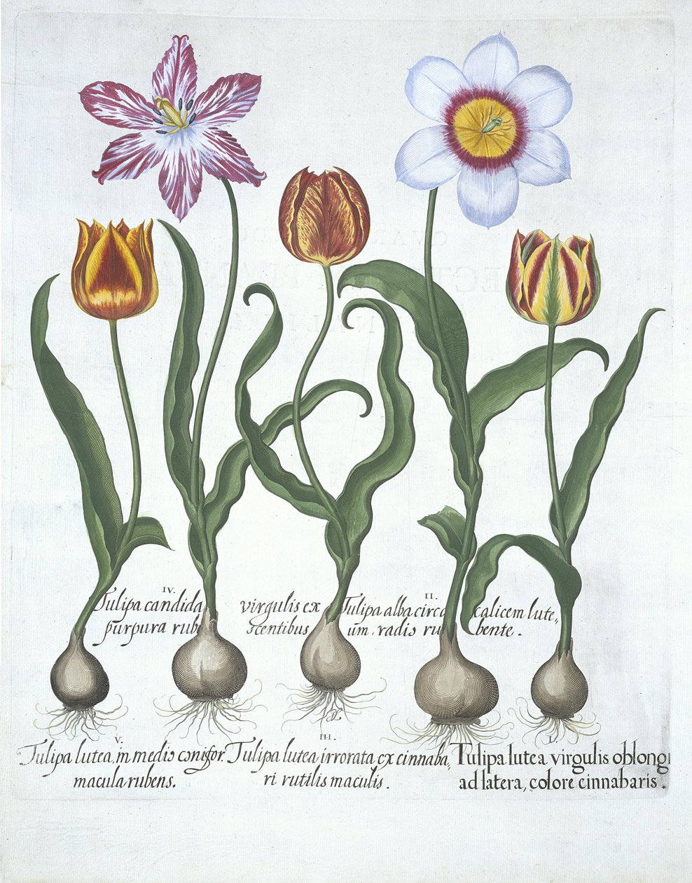 Fem tulipaner, fra Hortus Eystettensis, av Basil Besler (1561-1629) pub. 1613 (håndfarget gravering) av German School