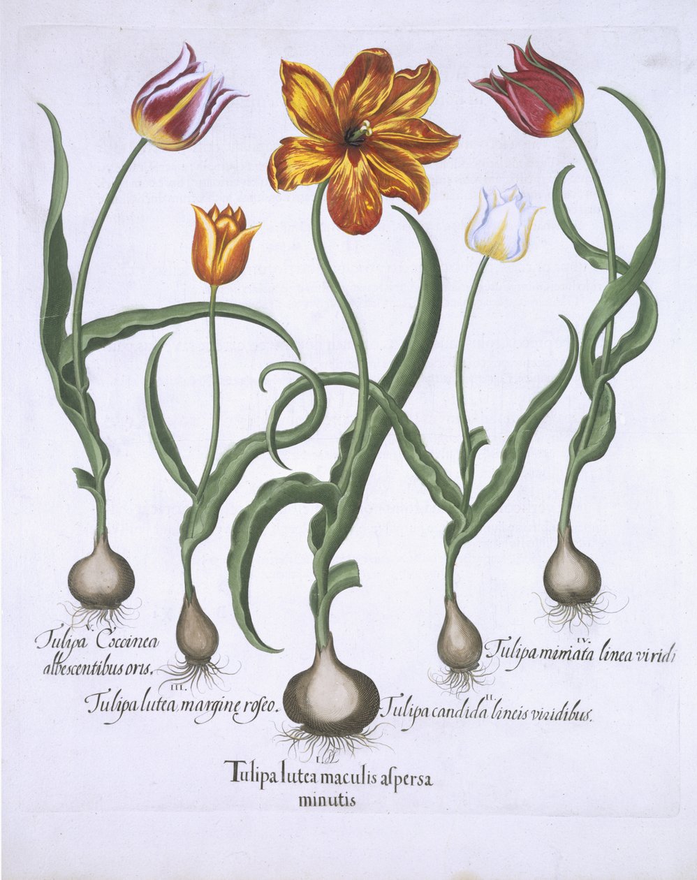 Fem tulipaner, fra Hortus Eystettensis, av Basil Besler (1561-1629) pub. 1613 (håndfarget gravering) av German School