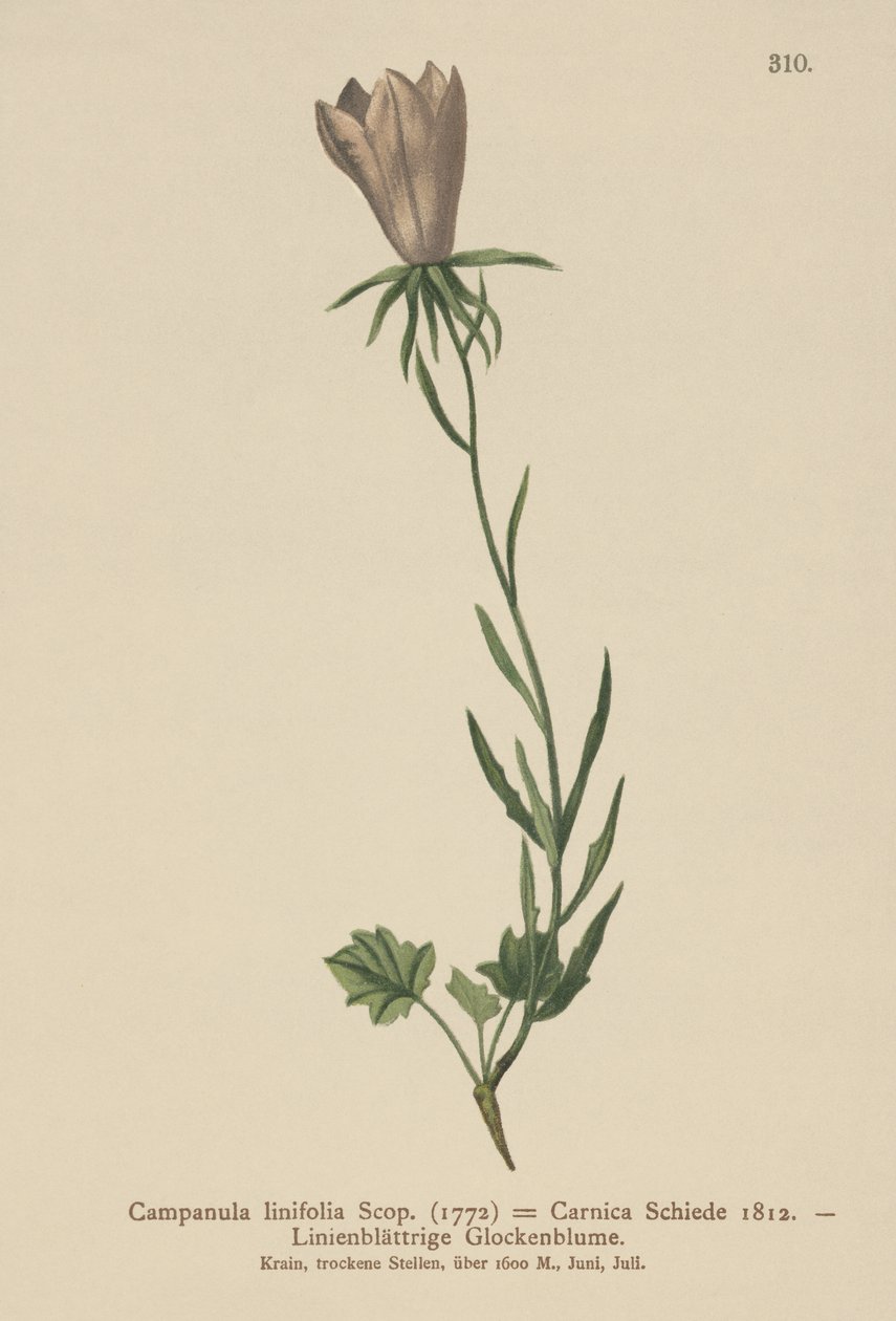 Klokkeblomst med linblad (Campanula linifolia, Campanula Carnica) av German School
