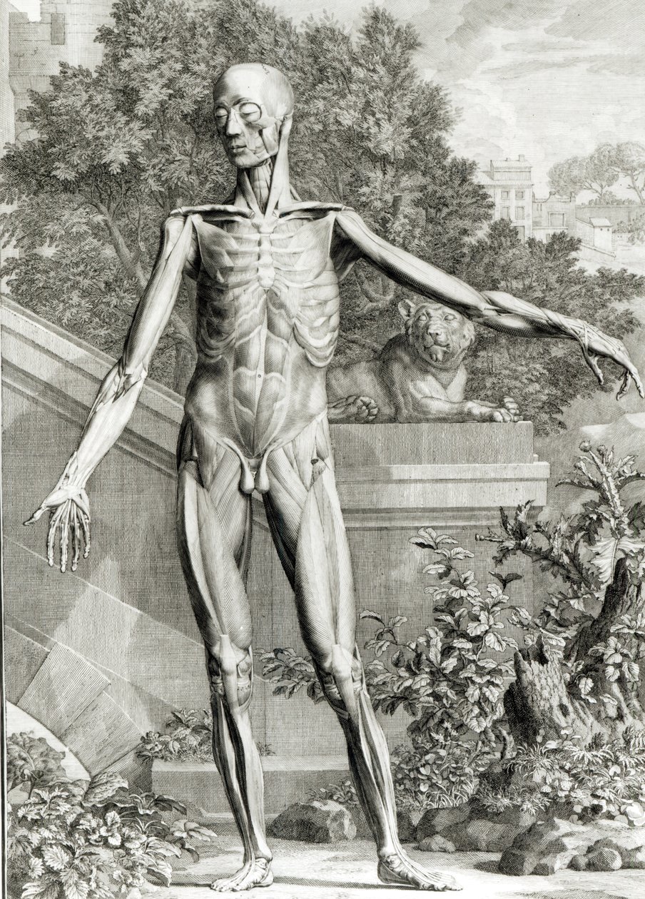 Fløyet kropp, fra Tables of the Skeleton and Muscles of the Human Body av Bernard Siegfried Albinus (1697-1770) 1747 av German School