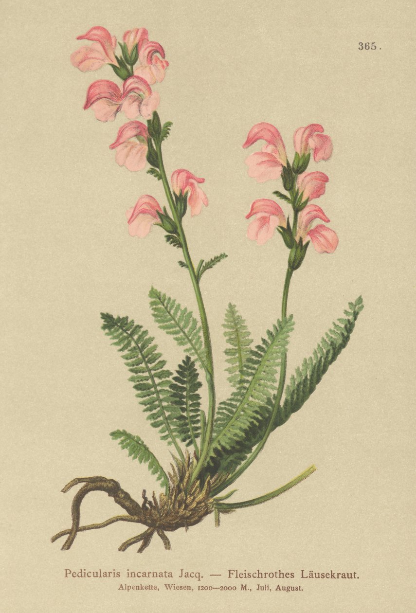 Kjøttrosa lusseurt (Pedicularis incarnata) av German School