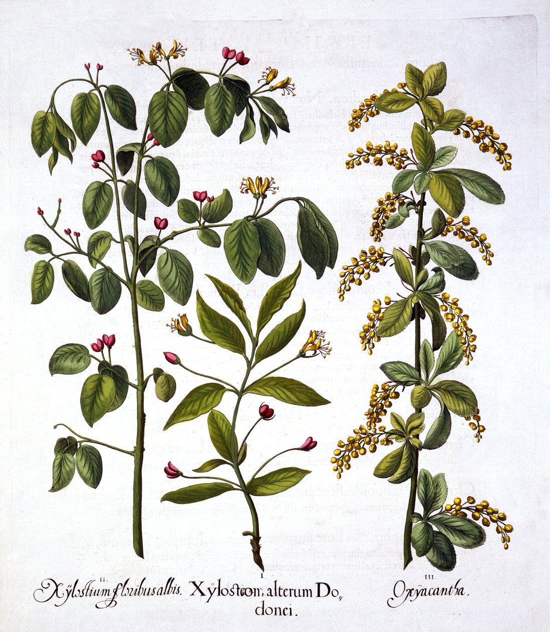 Fly Honeysuckle and Hawthorn, fra Hortus Eystettensis, av Basil Besler (1561-1629), pub. 1613 (håndfarget gravering) av German School