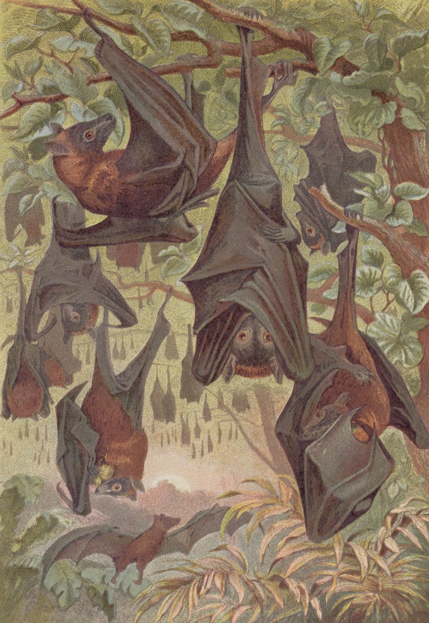 Flying Fox, plate fra Brehms Animal Life: General Knowledge of the Animal Kingdom, vol.1, s.344, utgitt av Bibliographic Institute, 1890 av German School