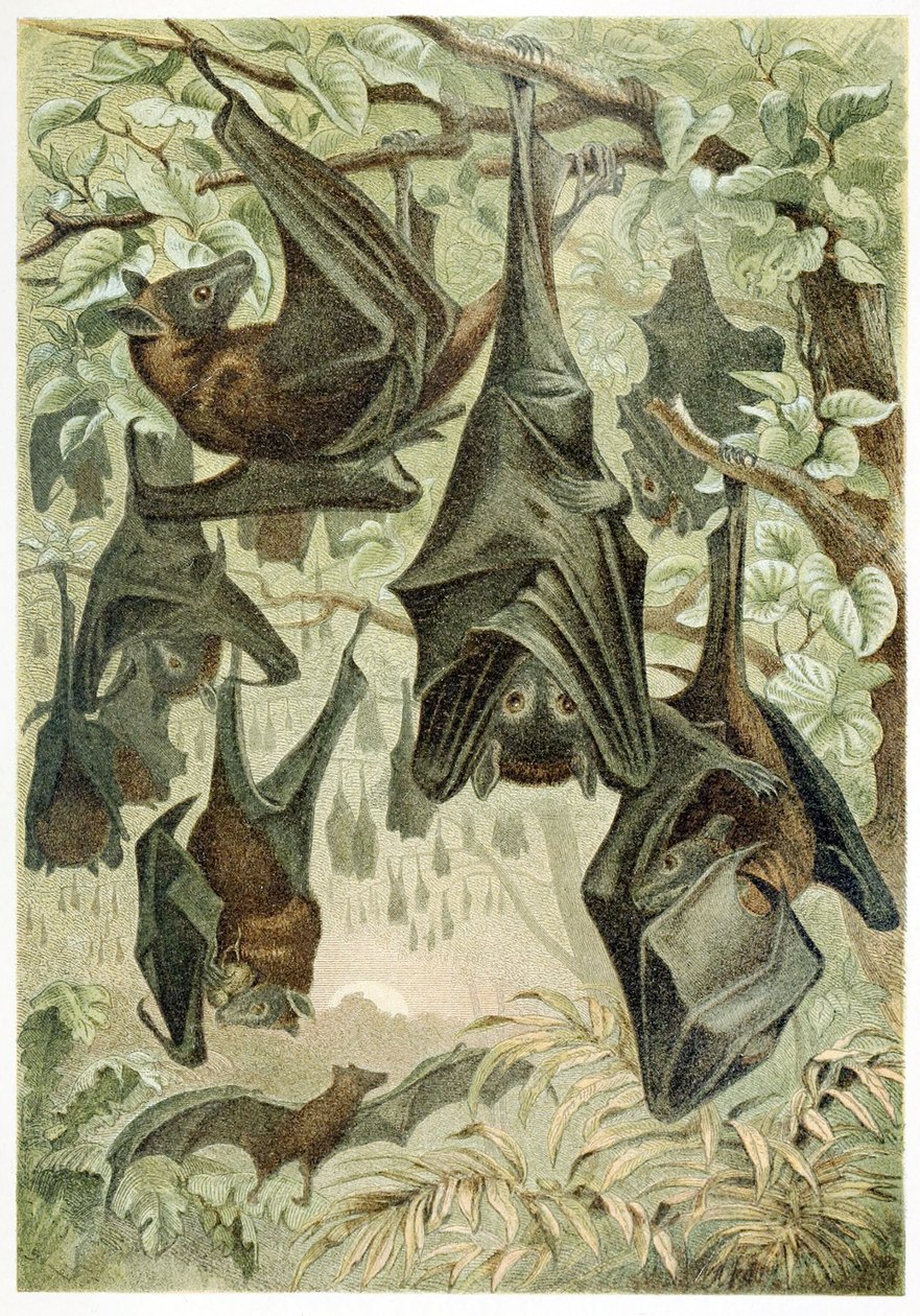 Flying Foxes, fra Brehms Tierleben, pub. 1860-årene av German School