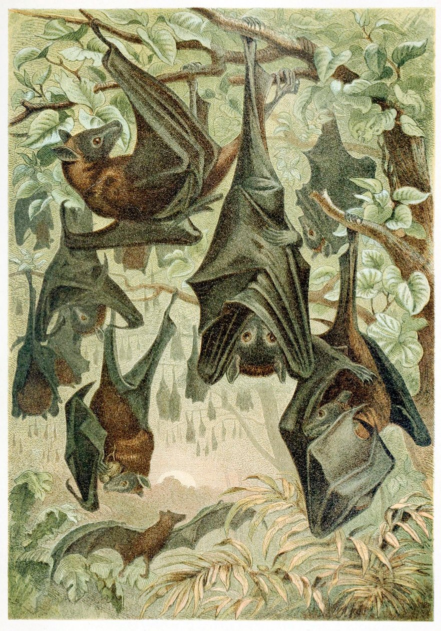 Flying Foxes, fra Brehms Tierleben, pub. 1860-talls fargelitografi, 1860. av German School