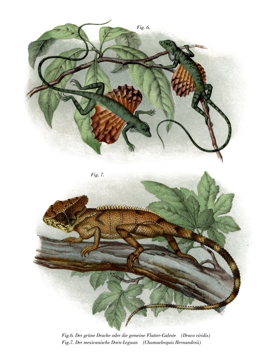 Flying Lizard (farge litho) av German School