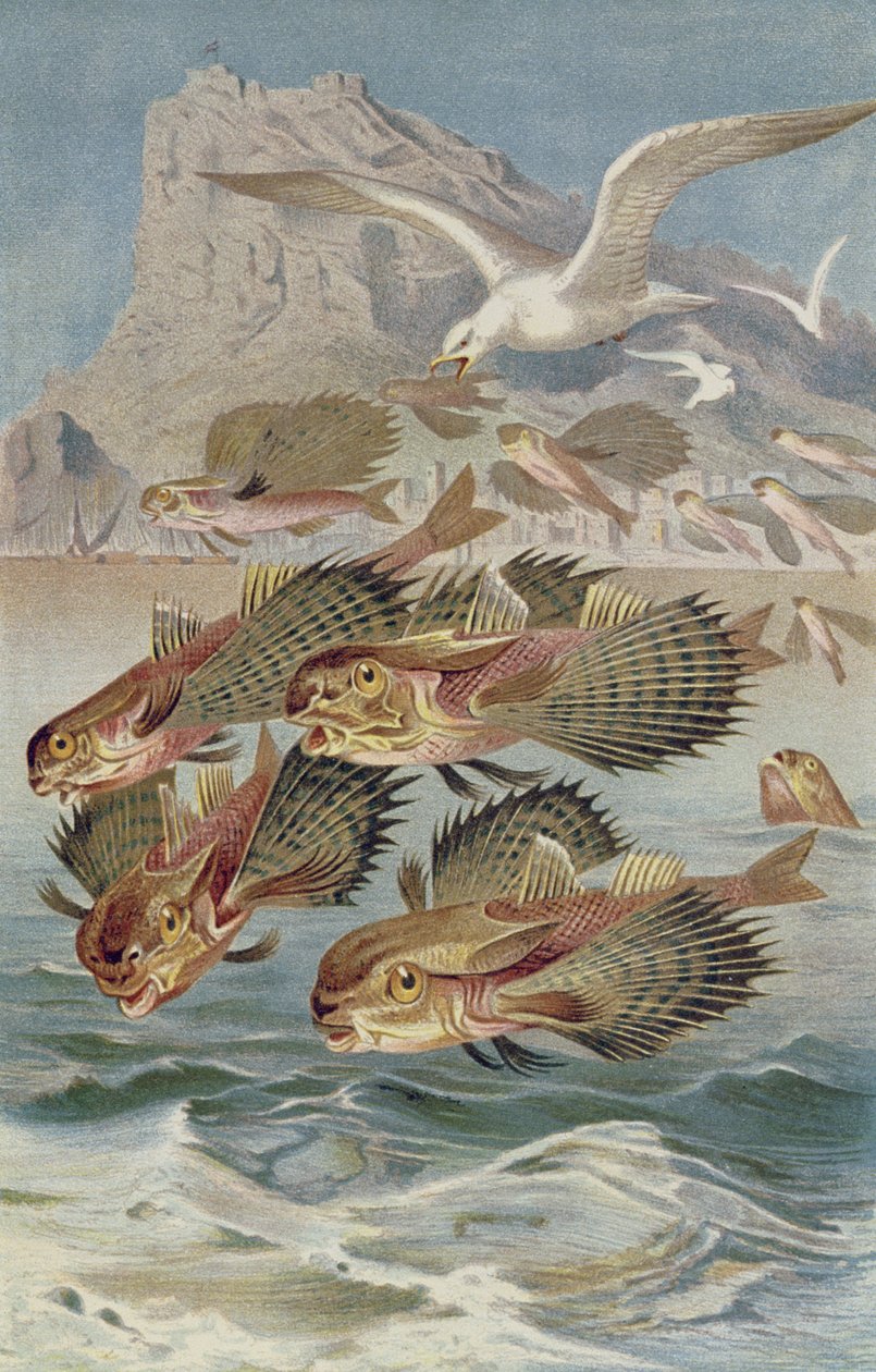 Flying gurnard, tallerken fra Brehms Animal Life: General Knowledge of the Animal Kingdom, vol.8, s.134, utgitt av Bibliographic Institute, 1892 av German School