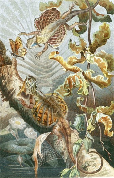 Flying lizard, plate fra "Brehms Tierleben: Allgemeine Kunde des Tierreichs", vol.7, s.51, utgitt av Bibliographisches Institut av German School
