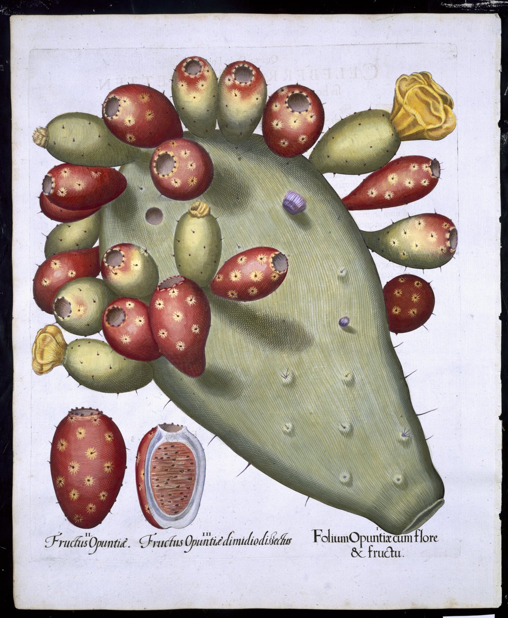 Folium Opuntia fra Hortus Eystettensis av Basil Besler (1561-1629) pub. 1613 (håndfarget gravering) av German School