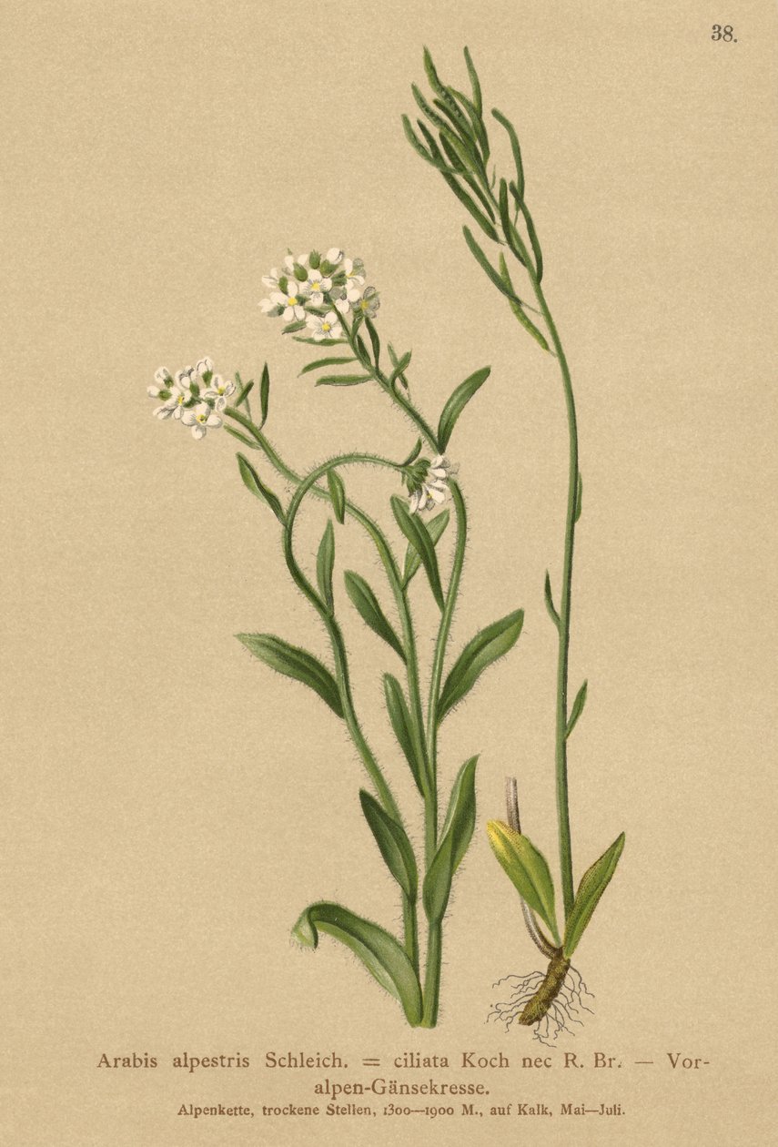 Foten av Alpene Murkarse (Arabis alpestris, Arabis ciliata) av German School