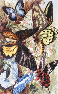 Foreign Butterflies, plate fra "Brehms Tierleben: Allgemeine Kunde des Tierreichs", vol.9, s.370, utgitt av Bibliographisches Institut av German School