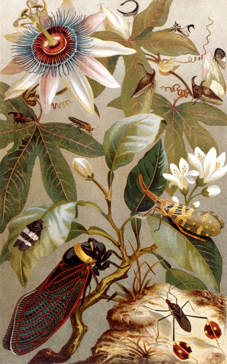Foreign Cicadas, plate fra Brehms Animal Life: General Knowledge of the Animal Kingdom, vol.9, s.637, utgitt av Bibliographic Institute, 1892 av German School