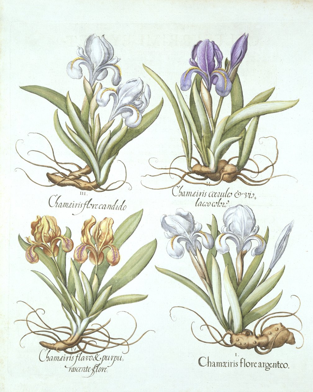 Fire varianter av rhizomatøse iris, fra Hortus Eystettensis, av Basil Besler (1561-1629) pub. 1613 av German School