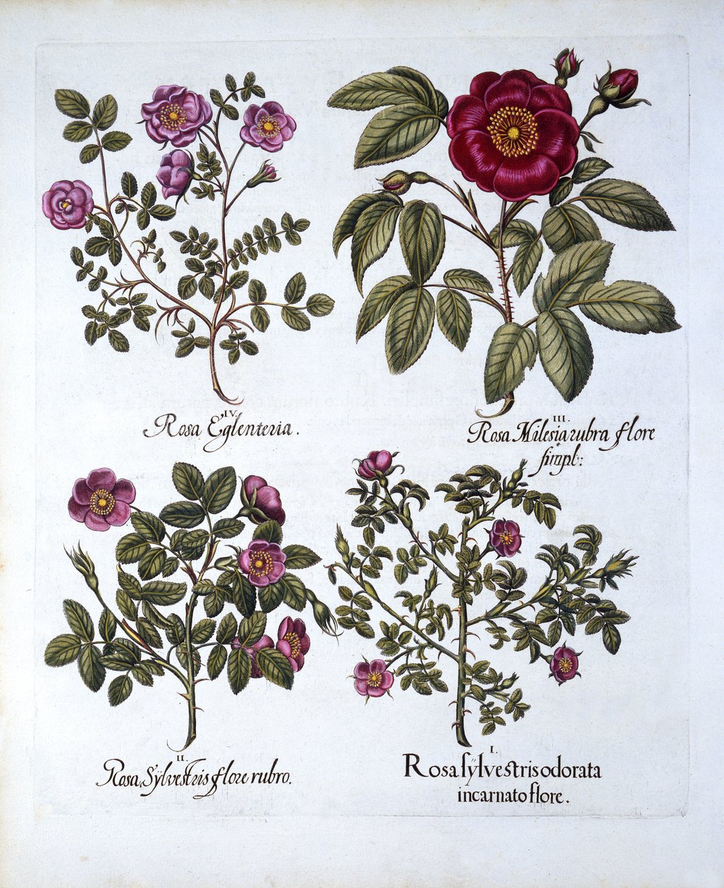 Fire varianter av Dog Rose, fra Hortus Eystettensis, av Basil Besler (1561-1629), pub. 1613 (håndfarget gravering) av German School