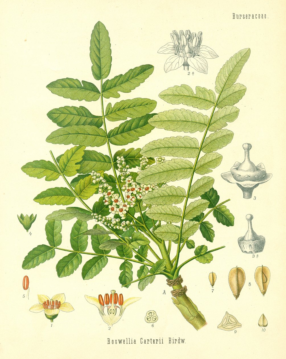 Frankincense, illustrasjon fra Koehlers Medicinal Plants, utgitt i 1887 av German School