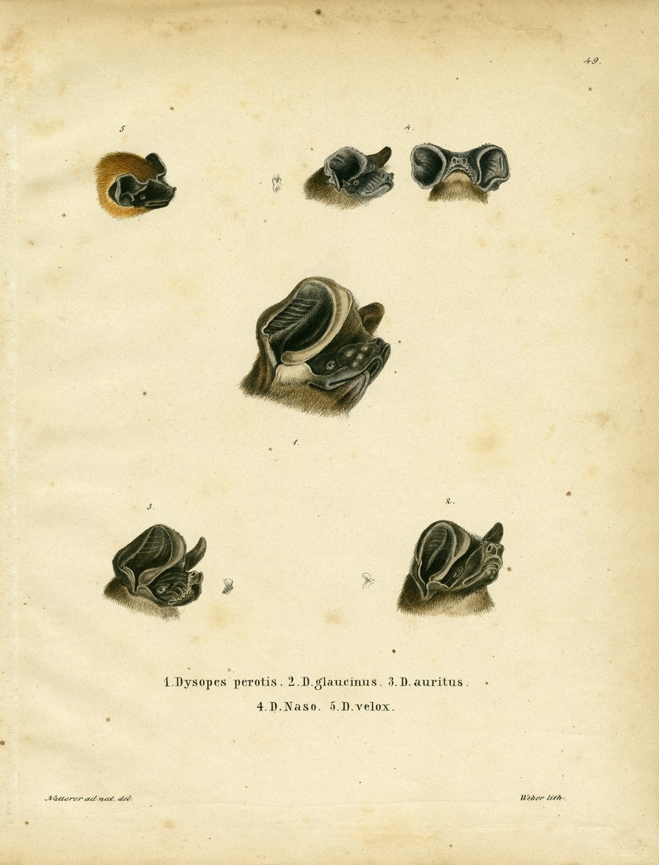 Fritthaleflaggermus (farget gravering) av German School