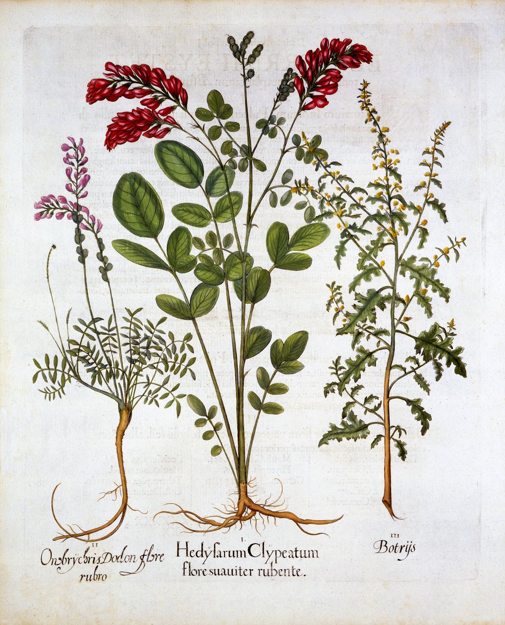 French Honeysuckle, Common Sainfoin and Feather GeraniumJerusalem Oak, fra Hortus Eystettensis, av Basil Besler (1561-1629), pub. 1613 (håndfarget gravering) av German School