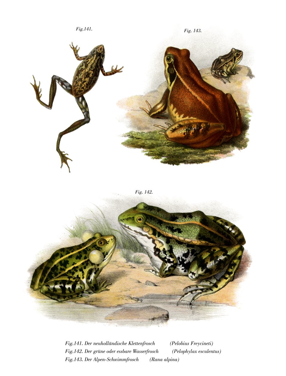 Freycinets Treefrog av German School