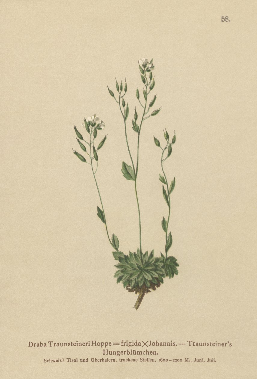 Frigid Whitlow-gress (Draba Traunsteineri, Draba frigida) av German School