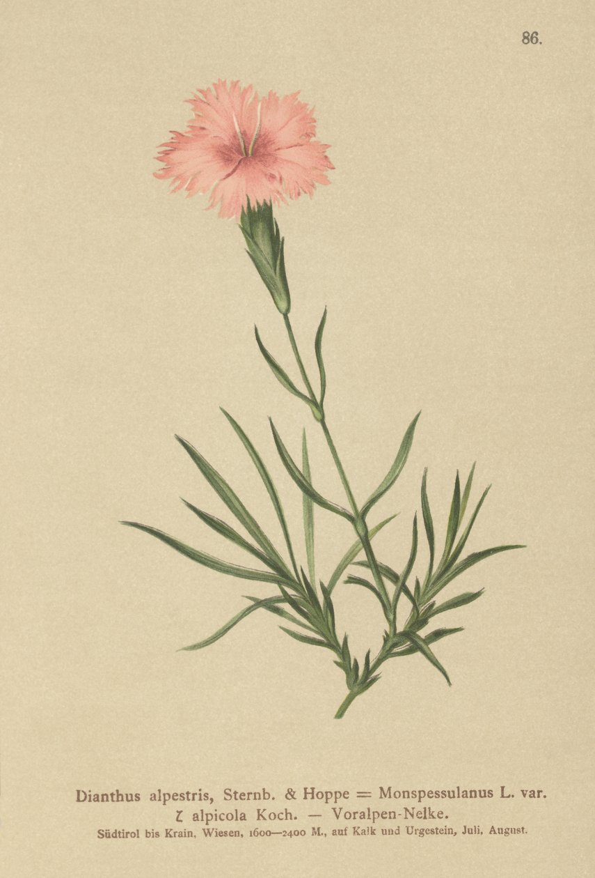 Frynset rosa (Dianthus Monspessulanus, Dianthus alpestris, Dianthus alpicola) av German School