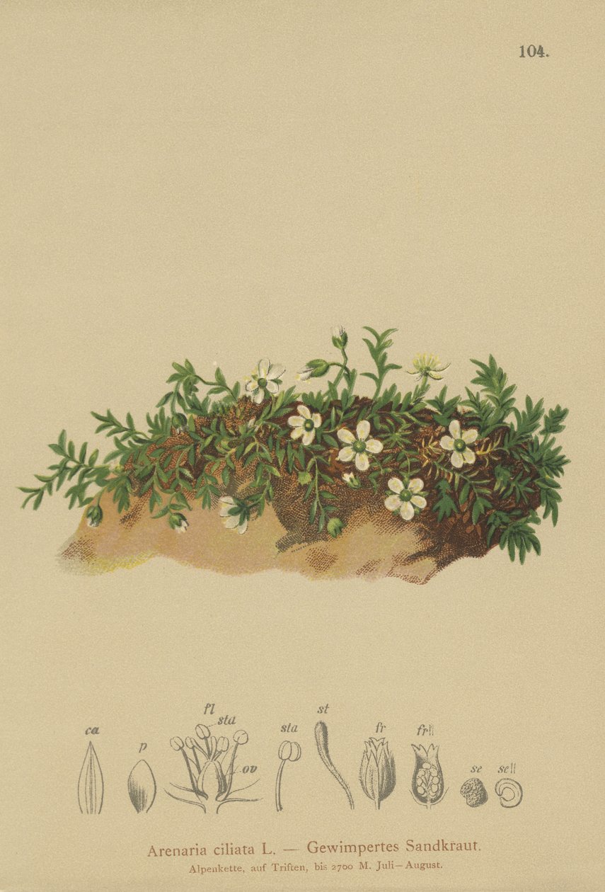 Frynset sandurt (Arenaria ciliata) av German School