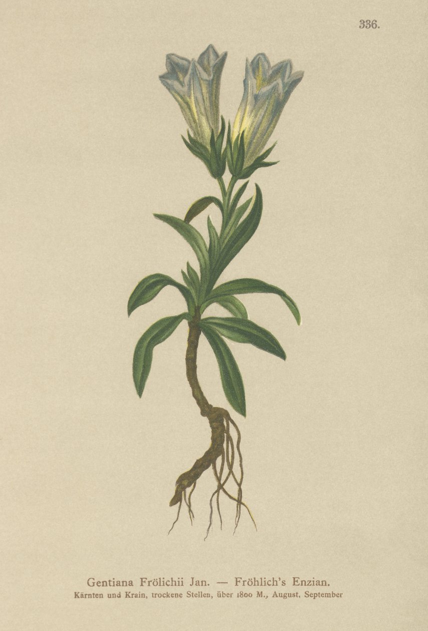 Froelichs Gentian (Gentiana Froelichii) av German School