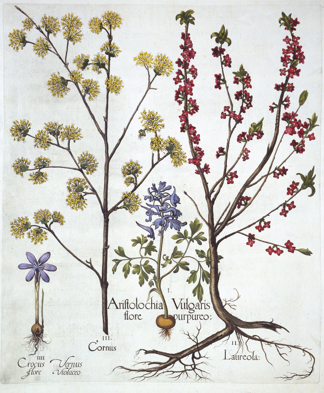 Fumewort, Daphne mezereum, Cornelian Cherry og Spring Crocus, fra Hortus Eystettensis, av Basil Besler (1561-1629), pub. 1613 (håndfarget gravering) av German School