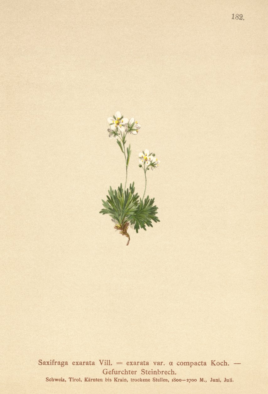 Furet saxfrage (Saxifraga exarata, Saxifraga exarata var. compacta, Saxifraga exarata ssp. moschata) av German School