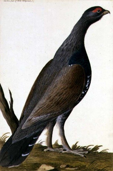 Game Bird, ca. 1740 (akvarell på papir) av German School