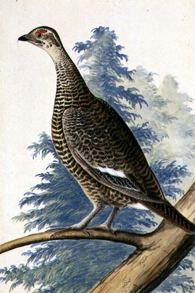 Game Bird, ca. 1740 (akvarell på papir) av German School