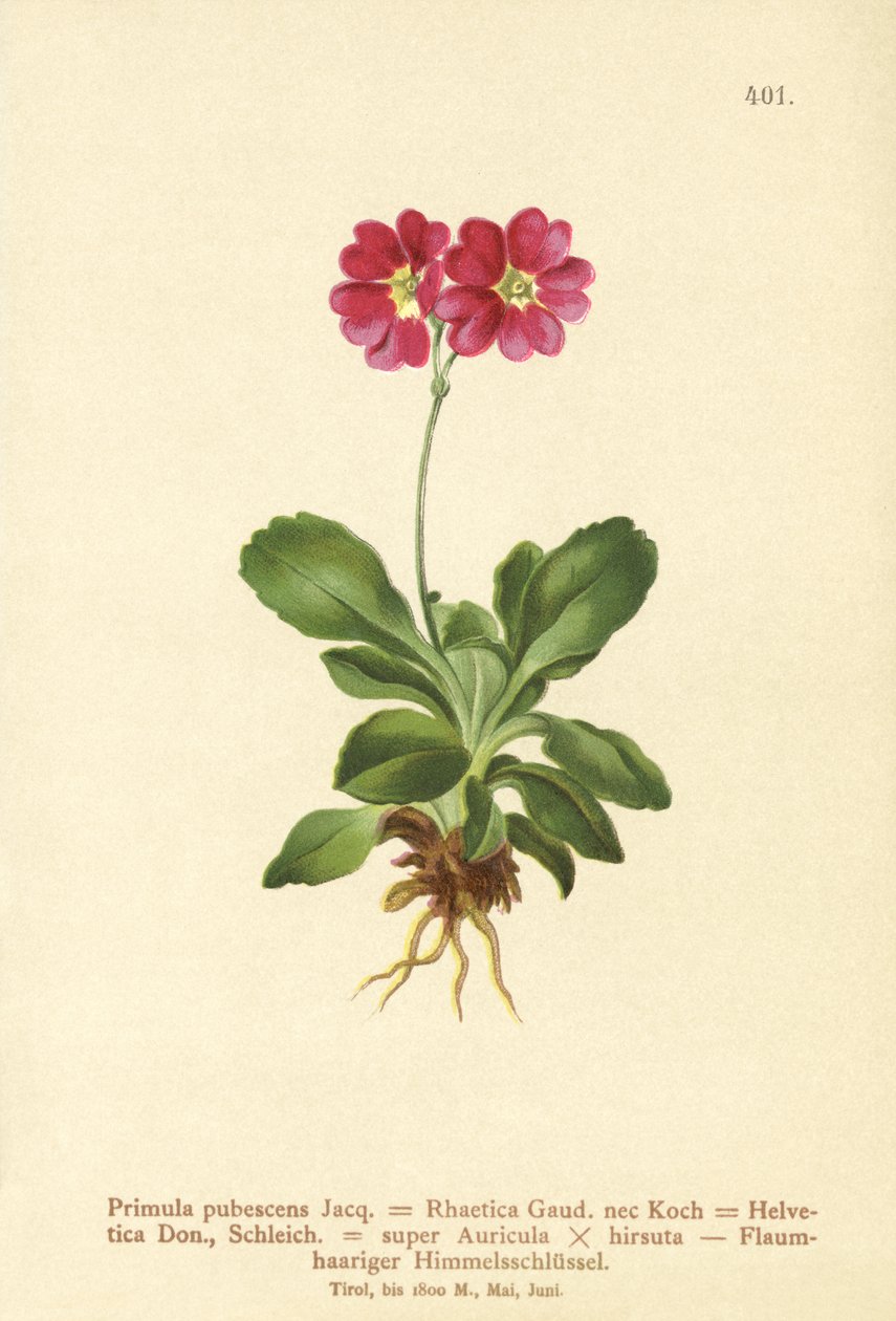 Garden Auricula (Primula pubescens, Primula Rhaetica, Primula Helvetica) av German School