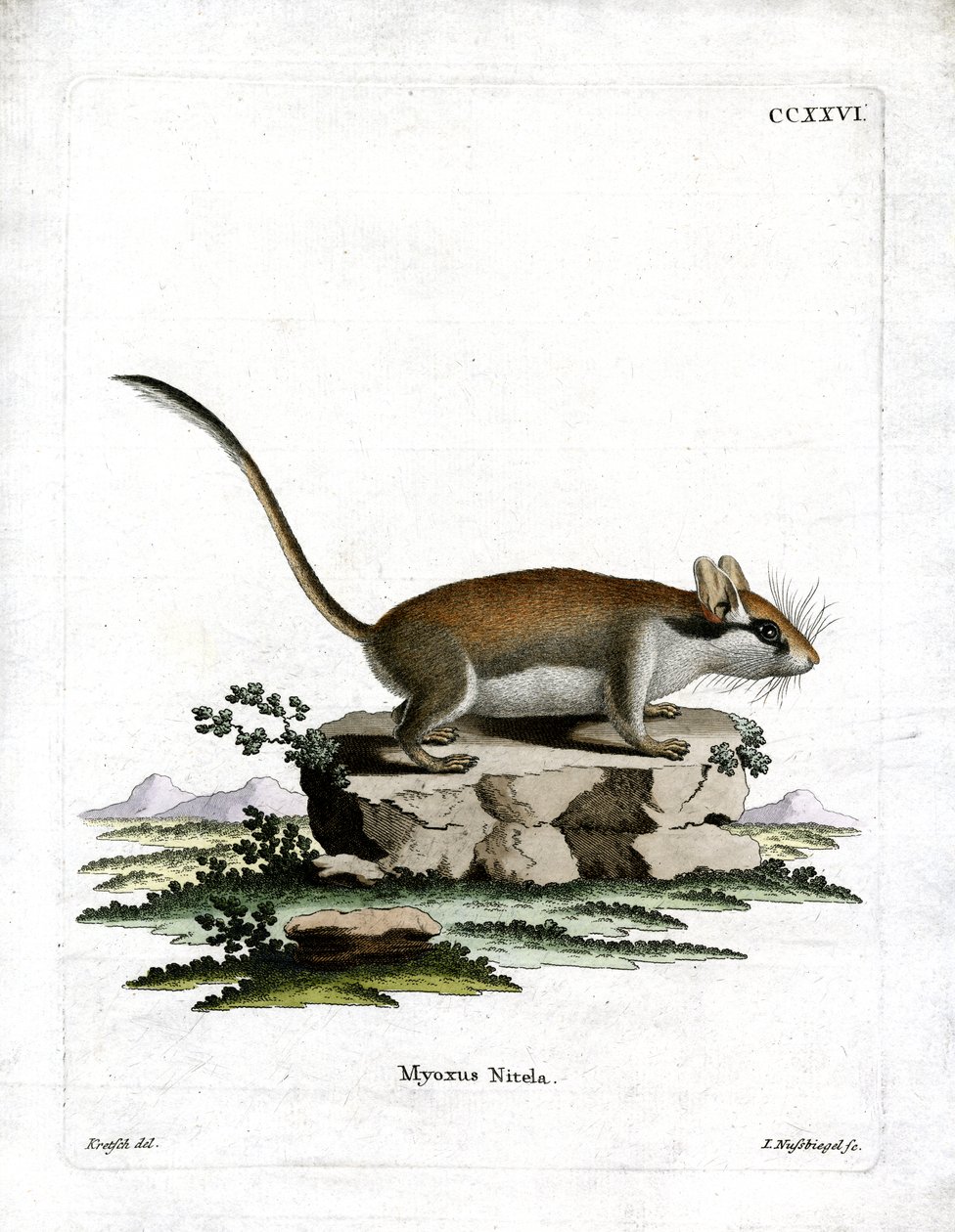 Garden Dormouse (farget gravering) av German School