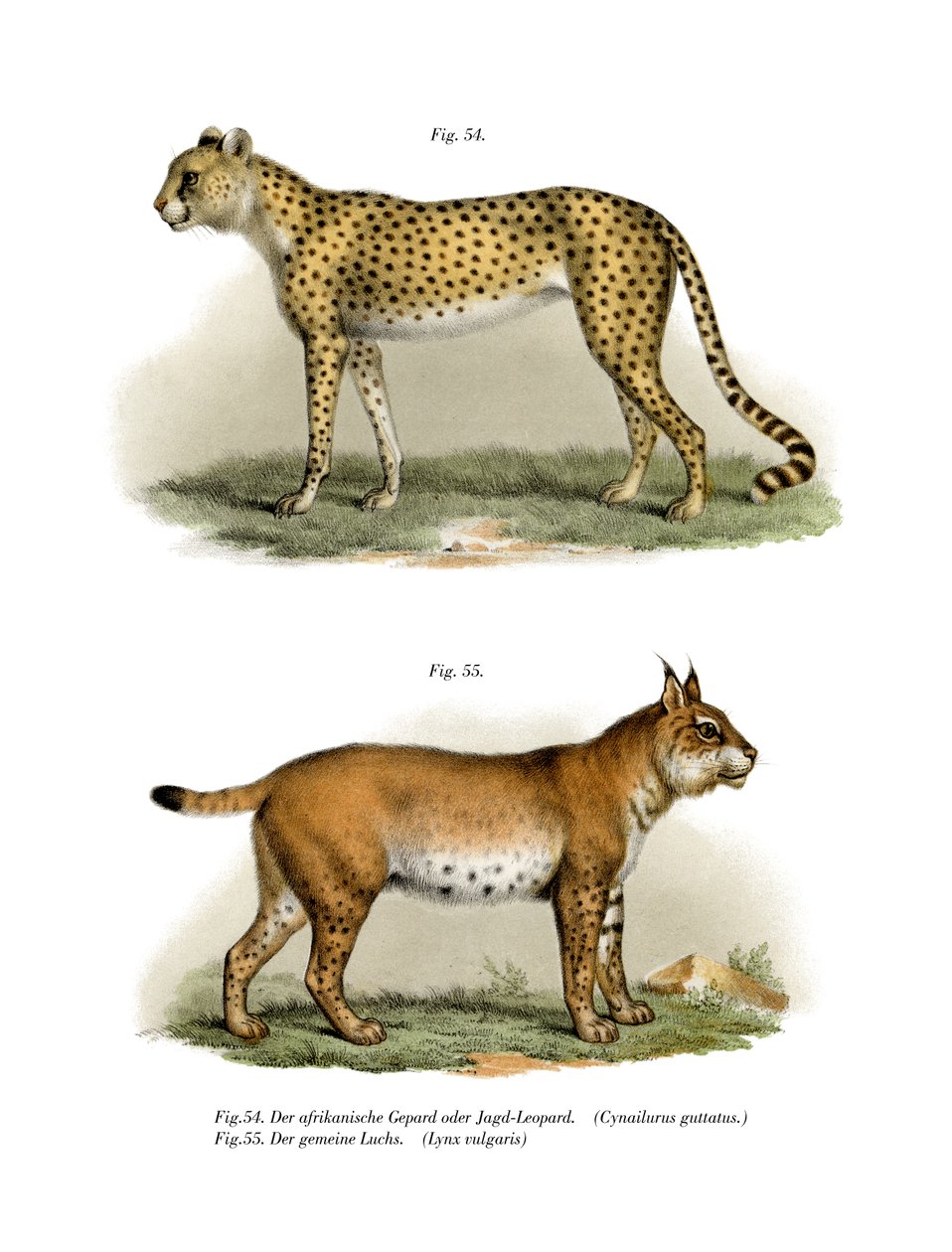 Gepard, 1860 av German School
