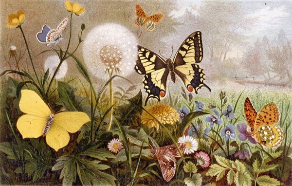 Tyske sommerfugler, tallerken fra "Brehms Tierleben: Allgemeine Kunde des Tierreichs", vol.9, s.376, utgitt av Bibliographisches Institut av German School