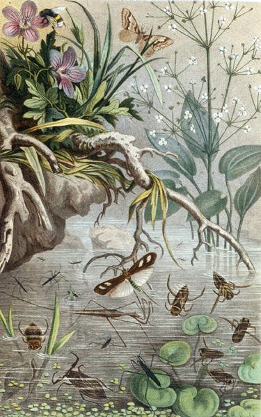 German Water Bugs and Water Striders, plate fra "Brehms Tierleben: Allgemeine Kunde des Tierreichs", vol.9, s.33, publisert bz Bibliographisches Institut av German School
