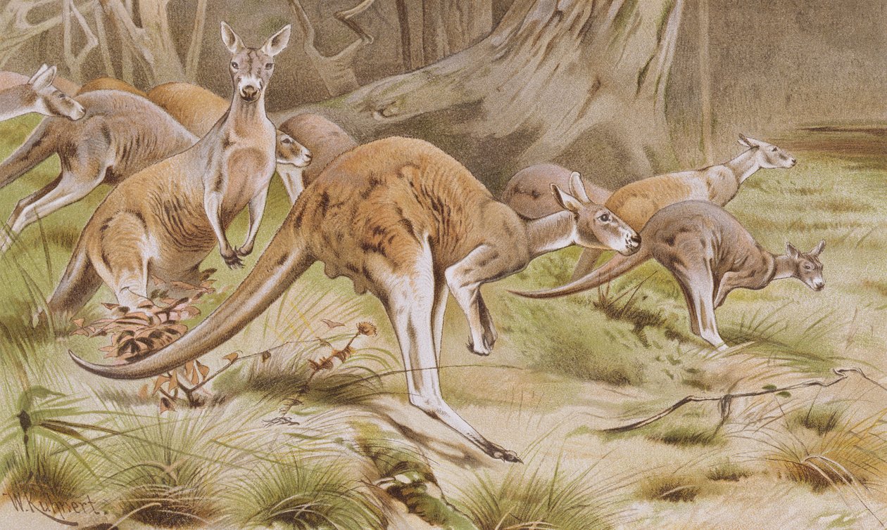 Giant Kengaroo, plate fra Brehms Tierleben: Allgemeine Kunde des Tierreichs, vol. 3, s.635, utgitt av Bibliographisches Institut, 1891 av German School