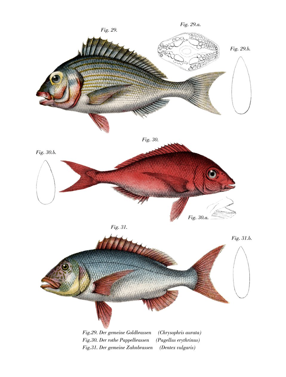 Gilthead Seabream (farge litho) av German School
