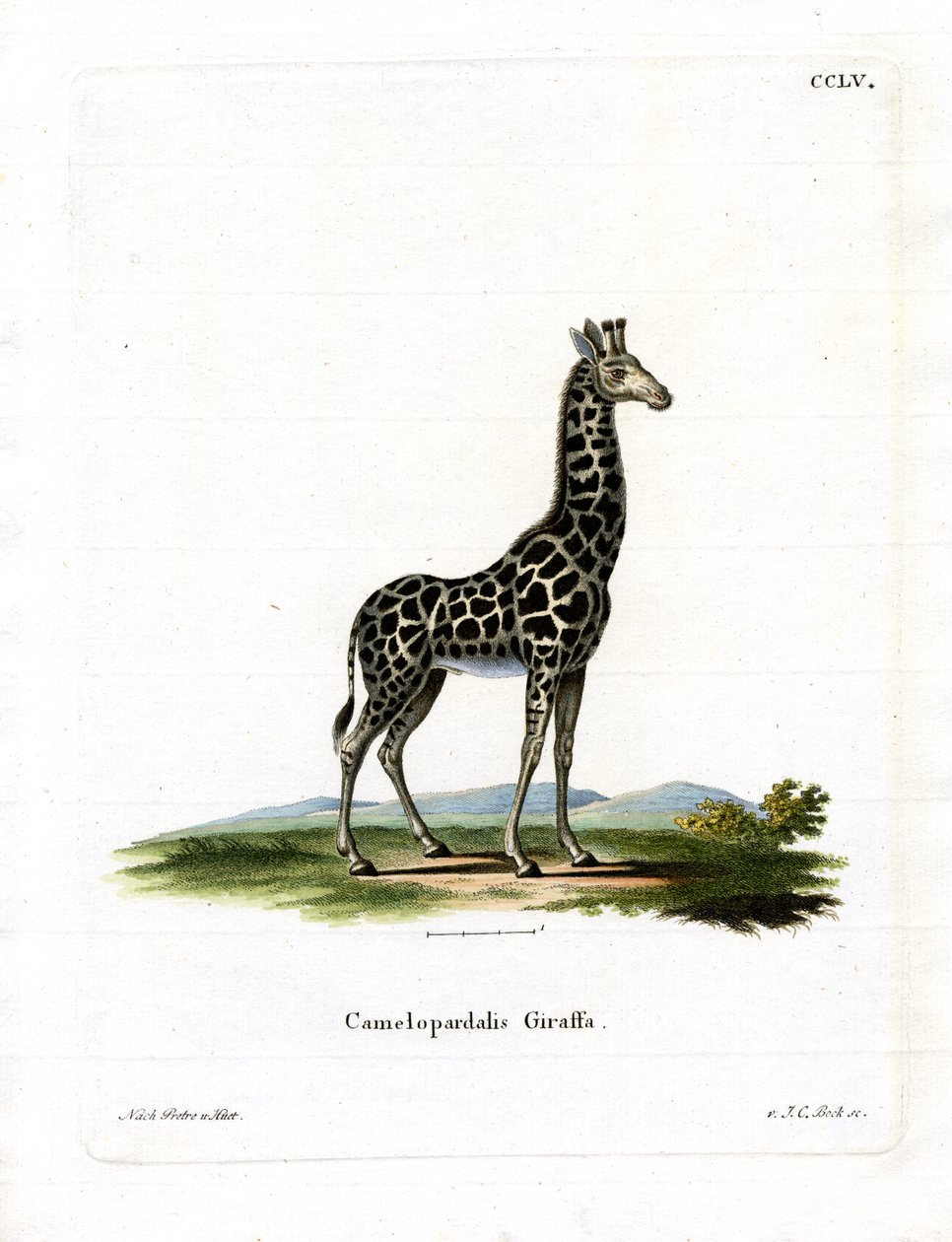 Giraffe (farget gravering) av German School