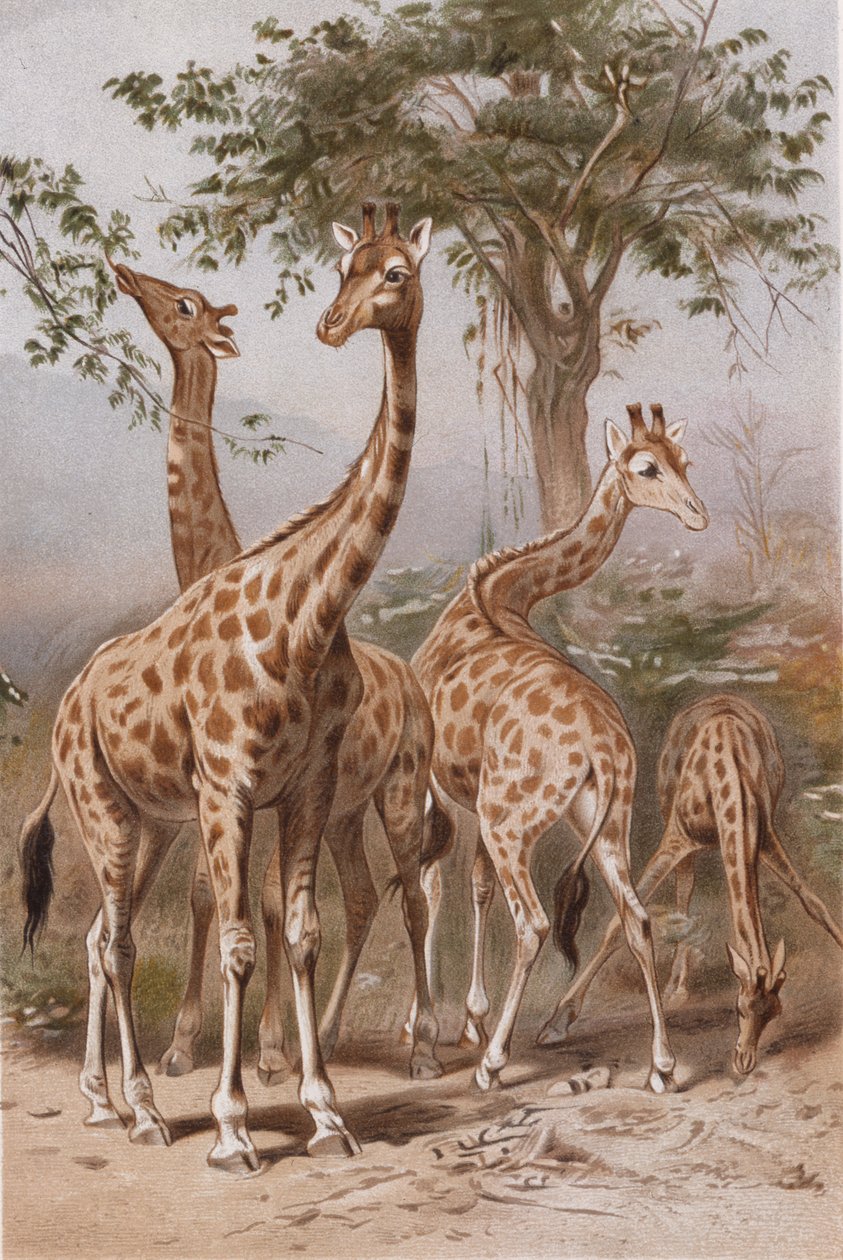 Giraffe, tallerken fra Brehms Animal Life> General Lore of the Animal Kingdom, vol. 3, s. 9, utgitt bz Bibliographic Institute, 1891 av German School