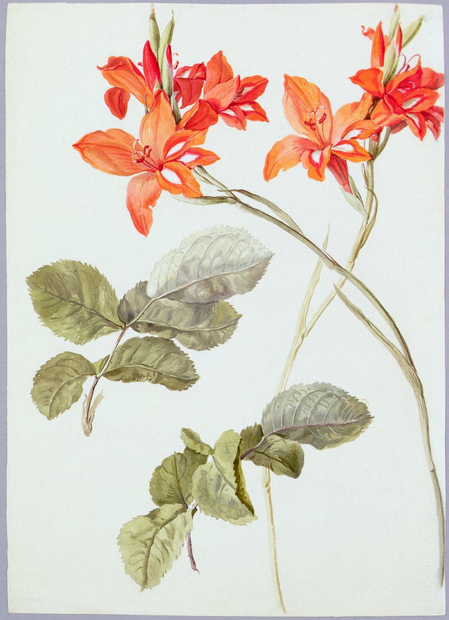 Gladiolus and Rose Leaves, ca. 1790 (akvarell på papir) av German School