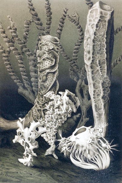 Glasssvamper, tallerken fra "Brehms Tierleben: Allgemeine Kunde des Tierreichs", vol.10, s.653, utgitt av Bibliographisches Institut av German School