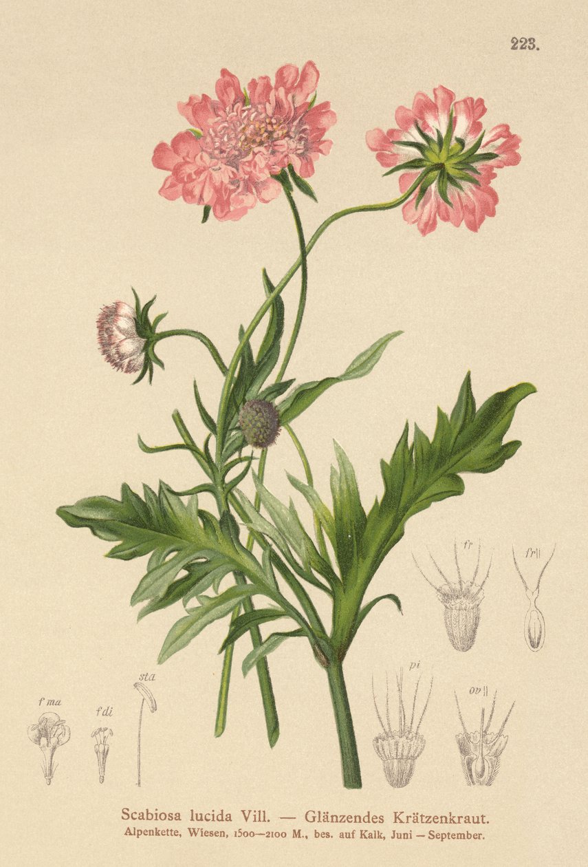 Glanset skabb (Scabiosa lucida) av German School