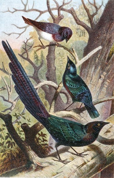 Glossy Starlings, plate fra "Brehms Tierleben: Allgemeine Kunde des Tierreichs", bd. 4, s. 392, utgitt av Bibliographisches Institut av German School