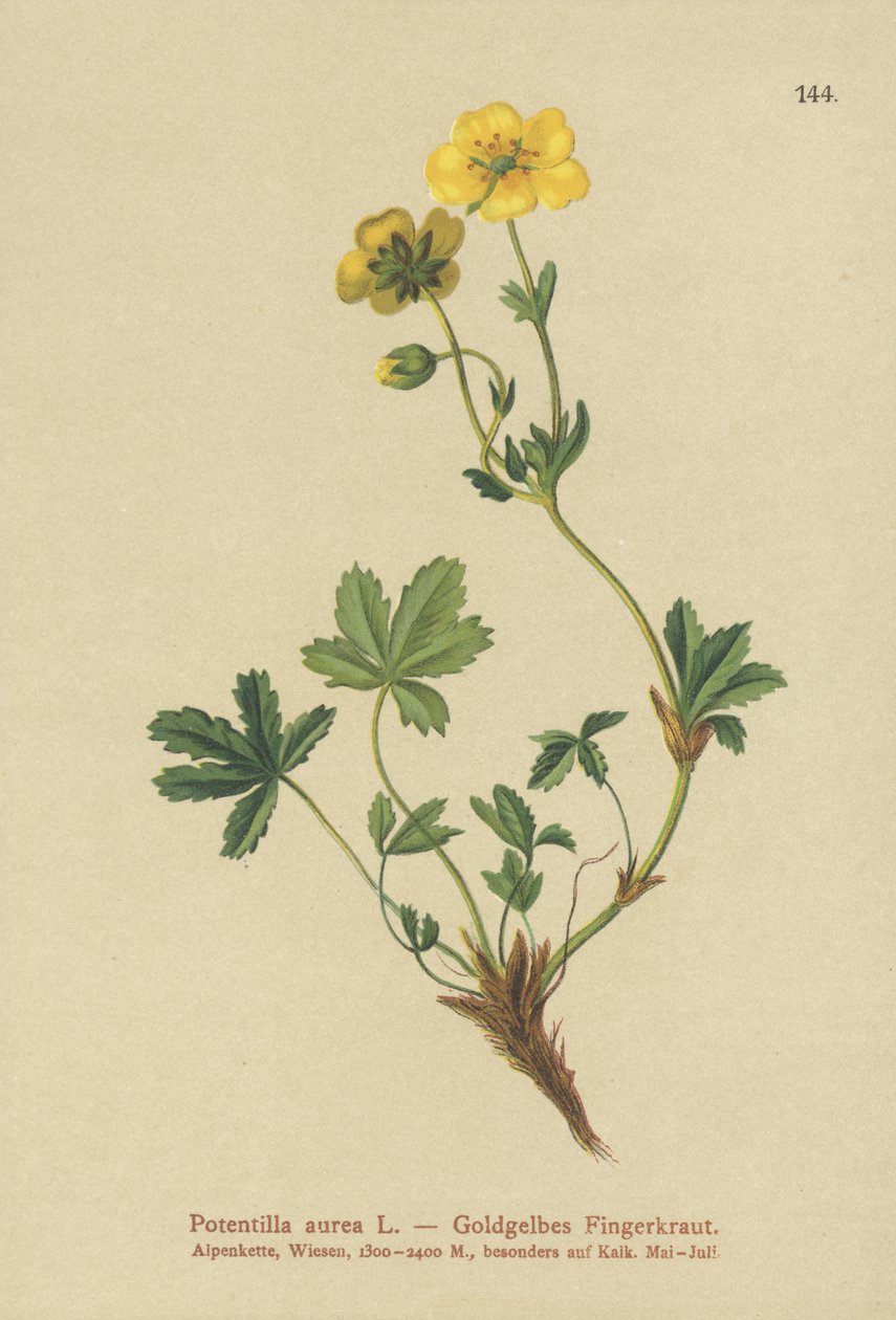 Gylden Cinquefoil av German School