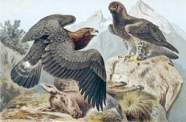 Golden Eagle, plate fra "Brehms Tierleben: Allgemeine Kunde des Tierreichs" vol.6, s.266, utgitt av Bibliographisches Institut av German School