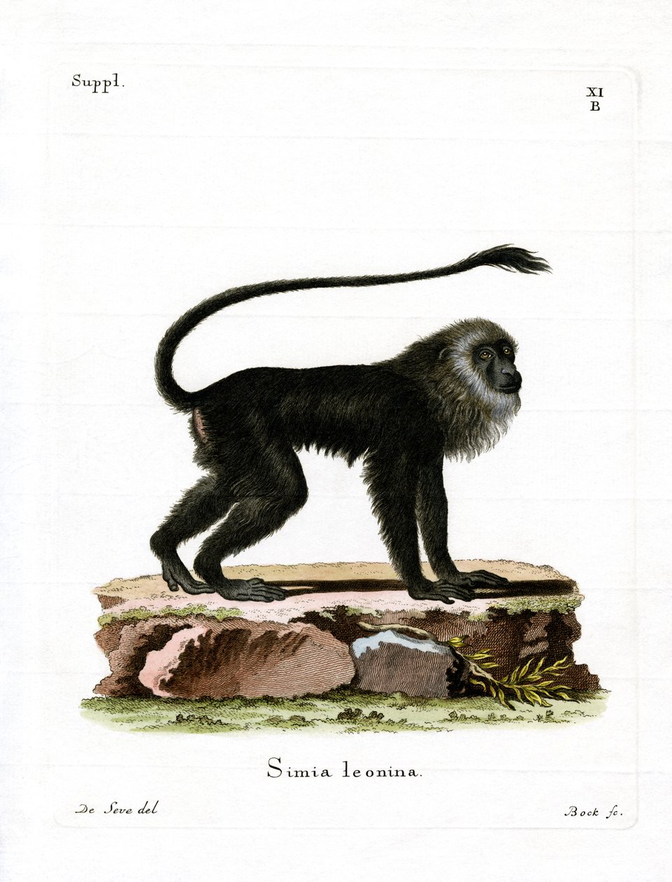 Golden Lion Tamarin (farget gravering) av German School
