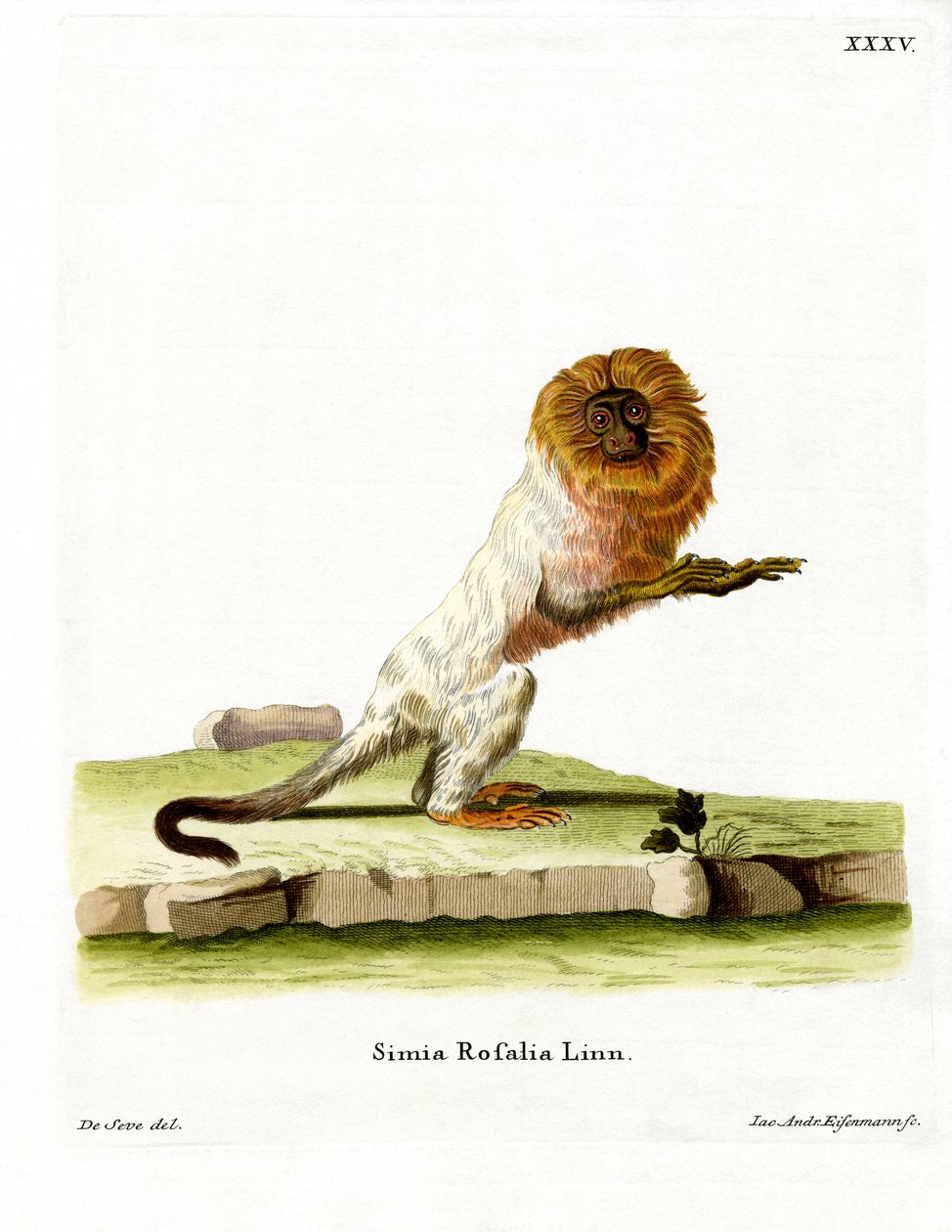 Golden Lion Tamarin (farget gravering) av German School
