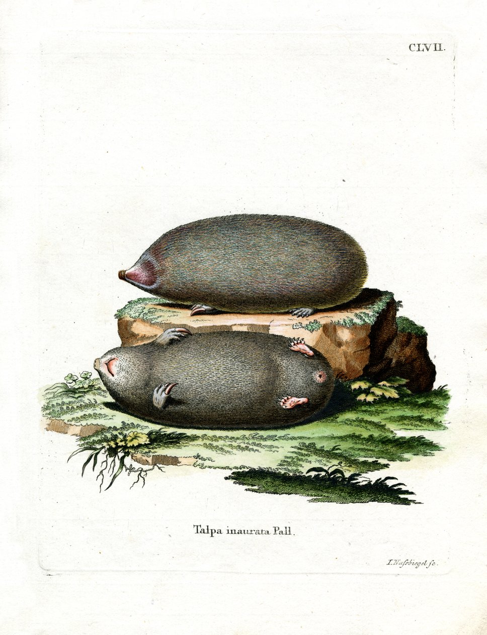 Golden Mole (farget gravering) av German School